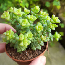 Load image into Gallery viewer, Crassula 'Tom Thumb' – UK-Grown Miniature Succulent