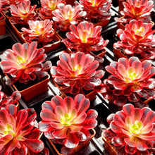 Load image into Gallery viewer, Aeonium MEDUSA