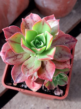 Load image into Gallery viewer, Aeonium Leucoblepharum