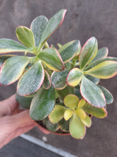 Load image into Gallery viewer, Crassula ovata 'Sunset Magic' – UK-Grown Variegated Jade