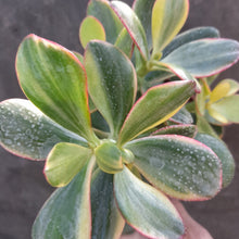 Load image into Gallery viewer, Crassula ovata 'Sunset Magic' – UK-Grown Variegated Jade