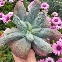 Load image into Gallery viewer, Echeveria Linguas