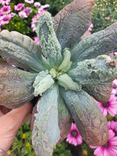 Load image into Gallery viewer, Echeveria Linguas
