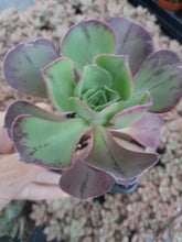 Load image into Gallery viewer, Aeonium MARNIER LAPOSTOLLE syn. Blush