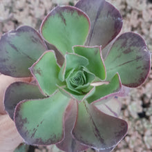 Load image into Gallery viewer, Aeonium MARNIER LAPOSTOLLE syn. Blush