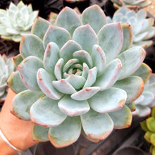 Load image into Gallery viewer, Echeveria MONROE