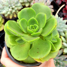 Load image into Gallery viewer, Aeonium ‘Lily Pad’ – Compact Dark-Green Succulent