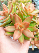 Load image into Gallery viewer, Sedum nussbaumerianum – UK-Grown Orange Succulent