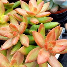 Load image into Gallery viewer, Sedum nussbaumerianum – UK-Grown Orange Succulent