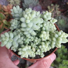 Load image into Gallery viewer, Sedum burrito – UK-Grown Donkey's Tail Succulent