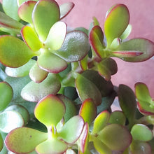 Load image into Gallery viewer, Crassula ovata 'Minor' – UK-Grown Mini Jade Plant