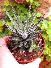 Load image into Gallery viewer, Haworthia fasciata 'Big Band' – UK-Grown Succulent