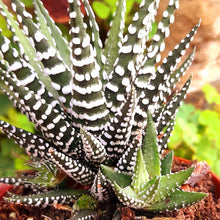 Load image into Gallery viewer, Haworthia fasciata 'Big Band' – UK-Grown Succulent