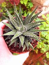 Load image into Gallery viewer, Haworthia fasciata 'Big Band' – UK-Grown Succulent