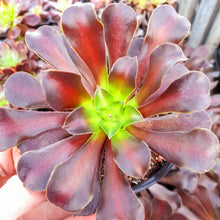 Load image into Gallery viewer, Aeonium KILIMANJARO