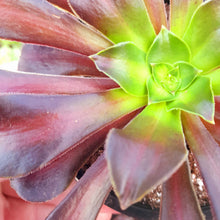 Load image into Gallery viewer, Aeonium KILIMANJARO