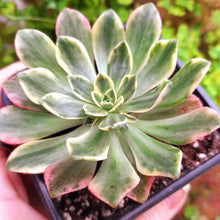 Load image into Gallery viewer, Aeonium ‘Green Tea’ – Variegated Bronze Medal Succulent