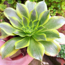 Load image into Gallery viewer, Aeonium ‘Green Lemon’ – Green & Yellow Variegated Succulent
