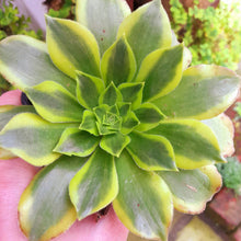 Load image into Gallery viewer, Aeonium ‘Green Lemon’ – Green & Yellow Variegated Succulent