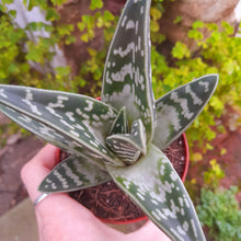 Load image into Gallery viewer, Aloe variegata – UK-Grown Tiger Aloe Succulent