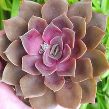 Load image into Gallery viewer, Echeveria MINA