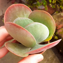 Load image into Gallery viewer, Kalanchoe thyrsiflora 'Red Lips' – UK-Grown Flapjack