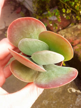 Load image into Gallery viewer, Kalanchoe thyrsiflora 'Red Lips' – UK-Grown Flapjack