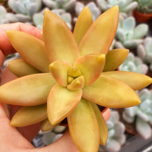 Load image into Gallery viewer, Sedum nussbaumerianum – UK-Grown Orange Succulent