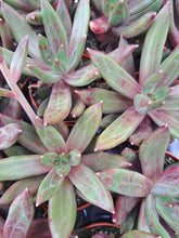 Load image into Gallery viewer, Echeveria IZAR