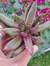 Load image into Gallery viewer, Echeveria IZAR