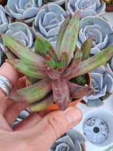 Load image into Gallery viewer, Echeveria IZAR