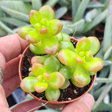 Load image into Gallery viewer, Sedum lucidum ‘Obesum’ – UK-Grown Giant Jelly Bean