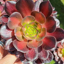 Load image into Gallery viewer, Aeonium KILIMANJARO