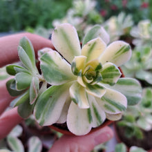 Load image into Gallery viewer, Aeonium SUNCUP