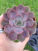 Load image into Gallery viewer, Echeveria MINA