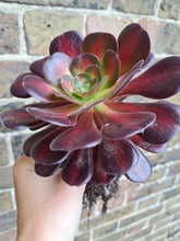 Load image into Gallery viewer, Aeonium KILIMANJARO