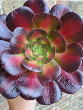 Load image into Gallery viewer, Aeonium KILIMANJARO