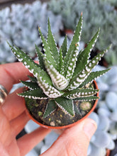 Load image into Gallery viewer, Haworthia fasciata 'Big Band' – UK-Grown Succulent