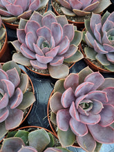 Load image into Gallery viewer, Echeveria MINA