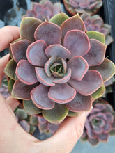 Load image into Gallery viewer, Echeveria MINA