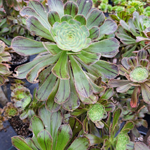 Load image into Gallery viewer, Aeonium Arboreum Rubrolineatum