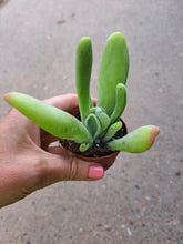 Load image into Gallery viewer, Kalanchoe luciae 'Oricula' – UK-Grown Lady Fingers