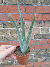 Load image into Gallery viewer, Aloe vera – UK-Grown Succulent Houseplant