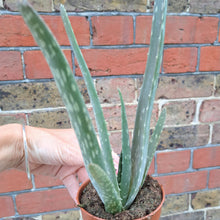 Load image into Gallery viewer, Aloe vera – UK-Grown Succulent Houseplant