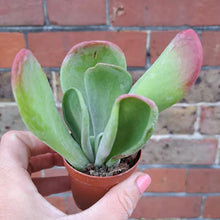 Load image into Gallery viewer, Kalanchoe luciae 'Oricula' – UK-Grown Lady Fingers
