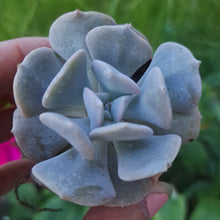Load image into Gallery viewer, Echeveria CUBIC FROST