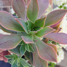Load image into Gallery viewer, Aeonium Leucoblepharum