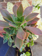 Load image into Gallery viewer, Aeonium Leucoblepharum