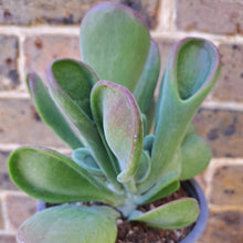 Load image into Gallery viewer, Kalanchoe luciae 'Oricula' – UK-Grown Lady Fingers