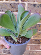 Load image into Gallery viewer, Kalanchoe luciae 'Oricula' – UK-Grown Lady Fingers